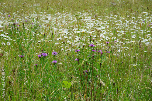 Eine Wildblumenwiese im Juni mit weiß und lila blühenden Blumen - A wildflower meadow in June with white and purple blooming flowers