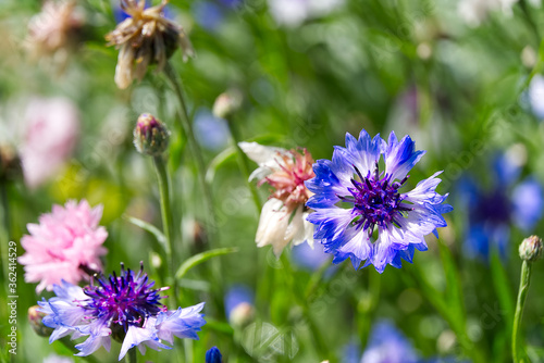 Blooming mountain knapweed Centaurea montana, The Estonian national flower is the cornflower.