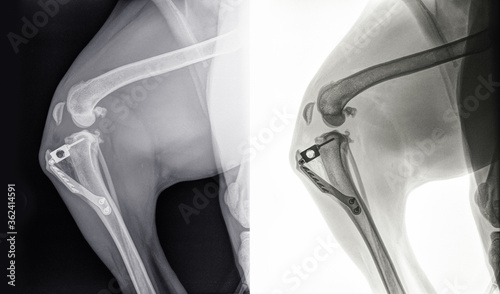 Fotografie Digital X-ray of a knee of a dog after Tibial Tuberosity Advancement or TTA surgery for cruciate ligament rupture