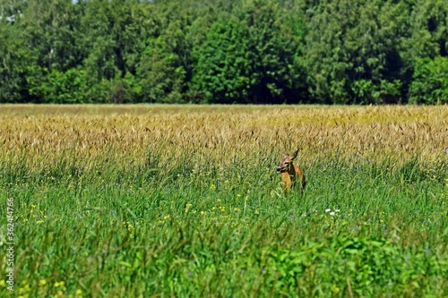 Fototapeta Naklejka Na Ścianę i Meble -  Dzika natura-sarna