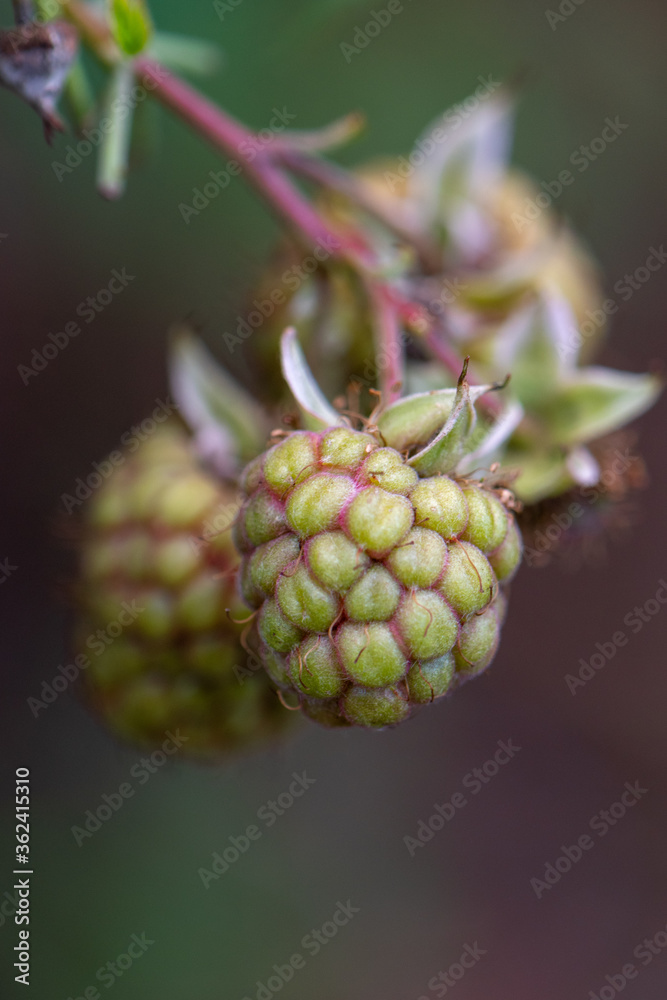 Raspberries growing in the garden Raspberries growing in the garden