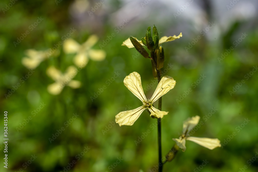Arugula blooming in the garden, selective focus. Arugula blooming in the garden, selective focus.