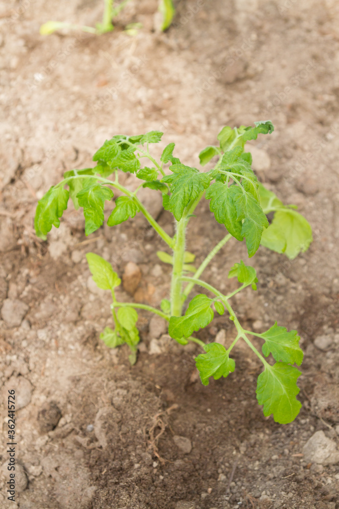 Tomato seedlings grow in a greenhouse in the garden Tomato seedlings grow in a greenhouse in the garden