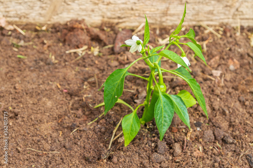 Pepper seedlings grow in the garden in summer