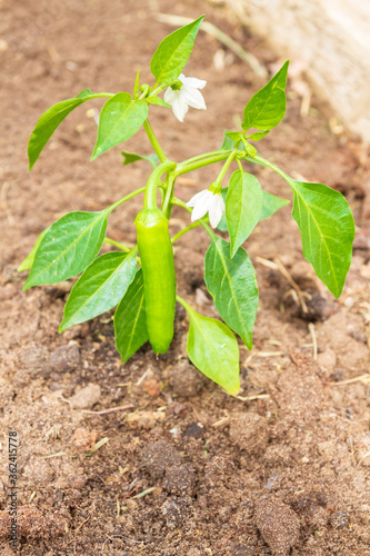 Pepper seedlings grow in the garden in summer
