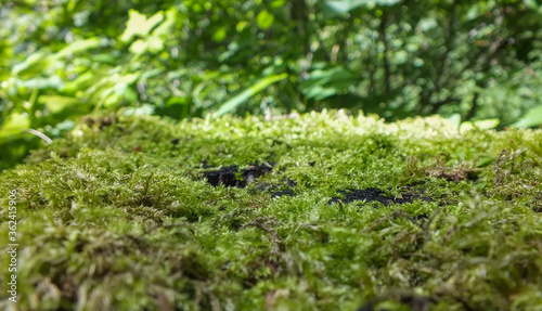 Bright green moss bed on tree stump in the forest