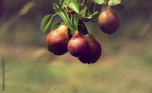 Birnenbaum mit Birnen photo