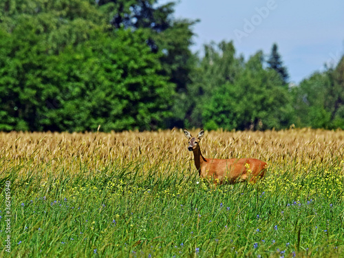 Fototapeta Naklejka Na Ścianę i Meble -  Dzika natura-sarna