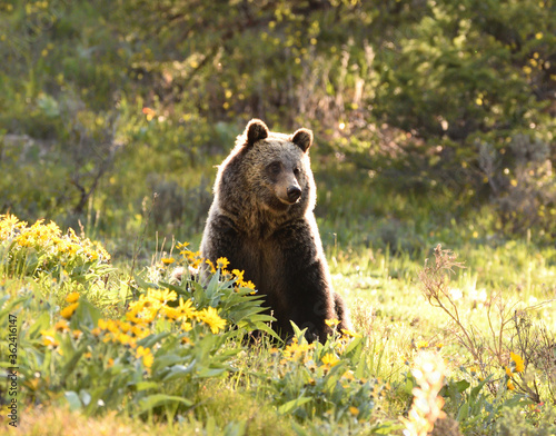 sunlit grizzly