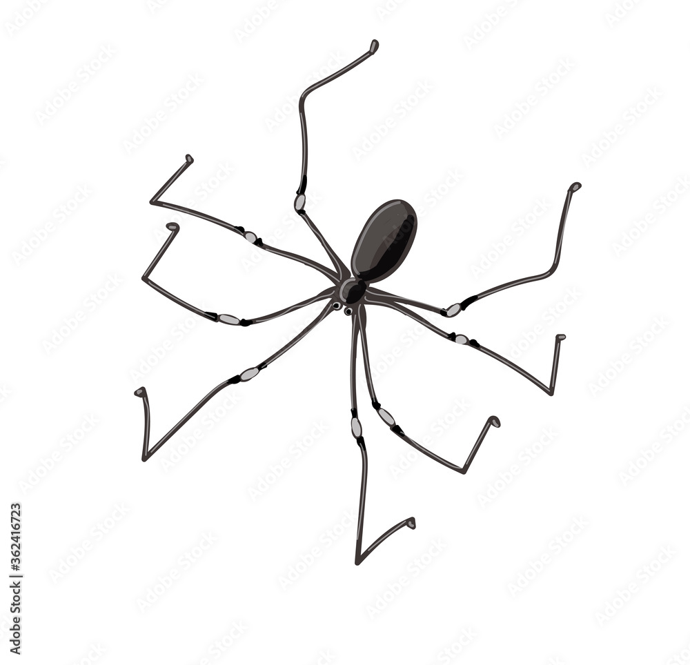 Home spider with thin and long legs. Drawing is isolated on a white background. Stock vector illustration. Home spider with thin and long legs. Drawing is isolated on a white background. Stock vector illustration.