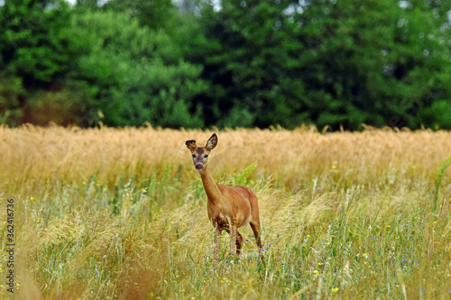 Dzika natura-sarna