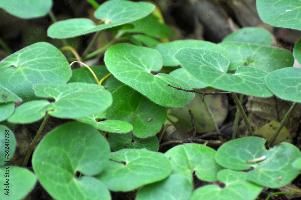 Asarum europaeum grows in the forest Asarum europaeum grows in the forest