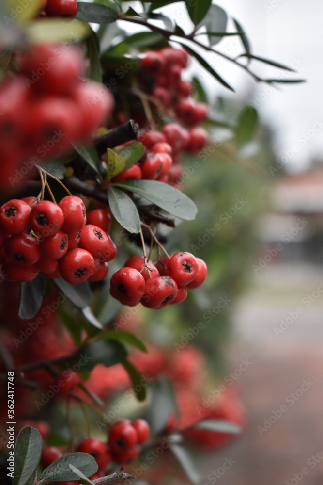 Obraz premium red berries on a bush