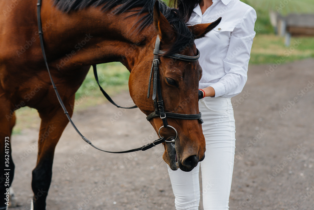 Obraz premium A young pretty girl rider poses near a thoroughbred stallion on a ranch. Horse riding, horse racing