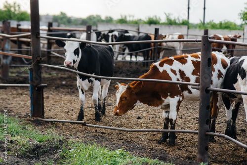 Raising cows for milk production on an industrial farm. Industrial farming farm . Animal husbandry and cow breeding