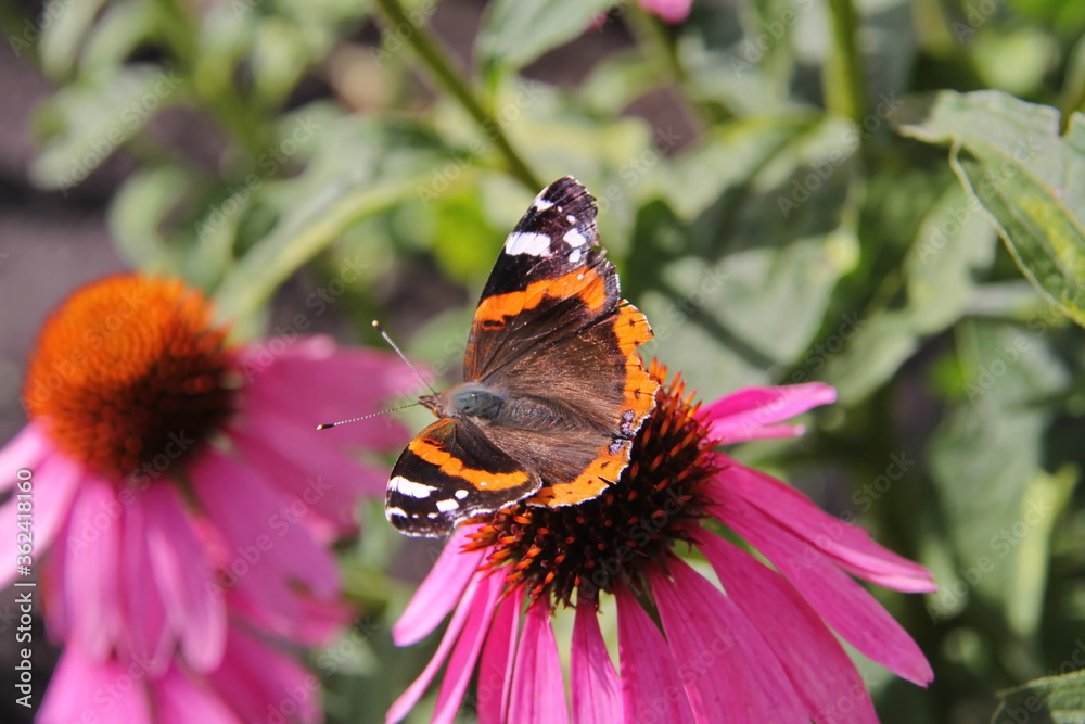 Beautiful butterfly Beautiful butterfly