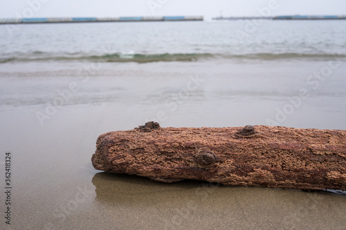 素材としても使用可能な、夏を感じる砂浜と流木 photo