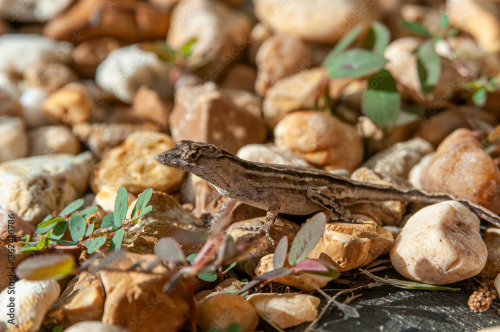 Brown Anole Brown Anole