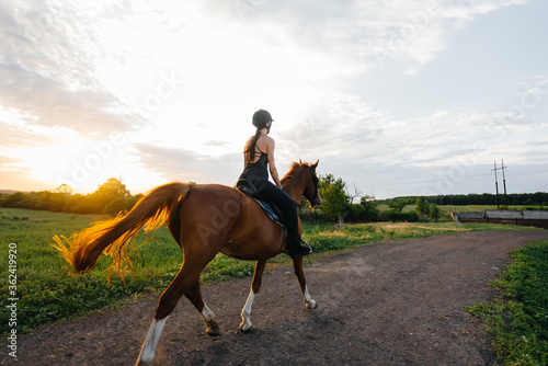 A young pretty girl jockey riding a thoroughbred stallion is engaged in horse riding at sunset. Equestrian sports., horse riding