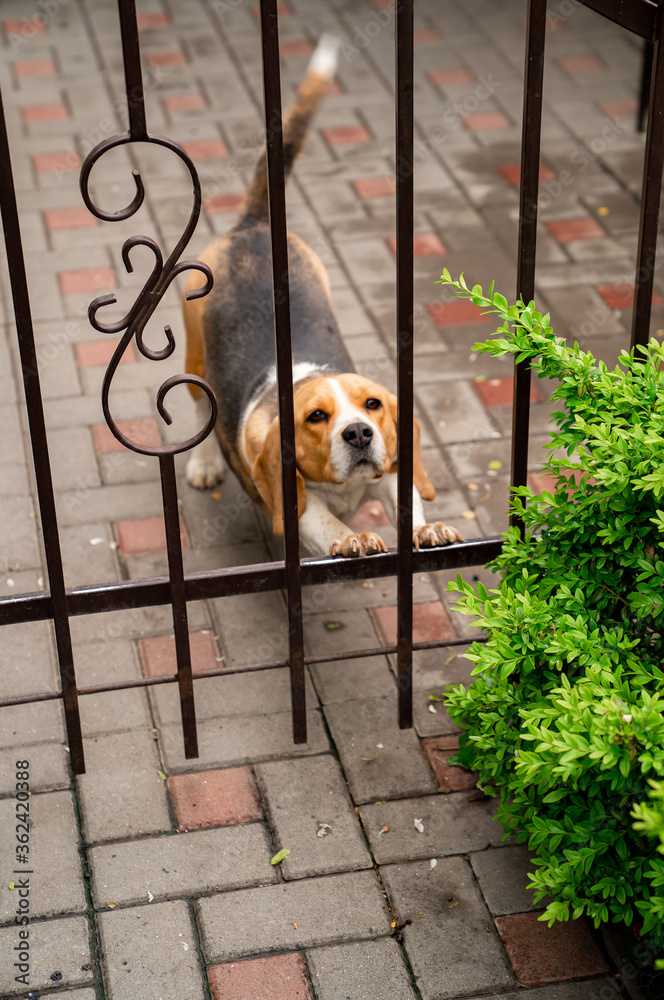 Φωτογραφία dog breeds Beagle the iron gate in the garden of a country house