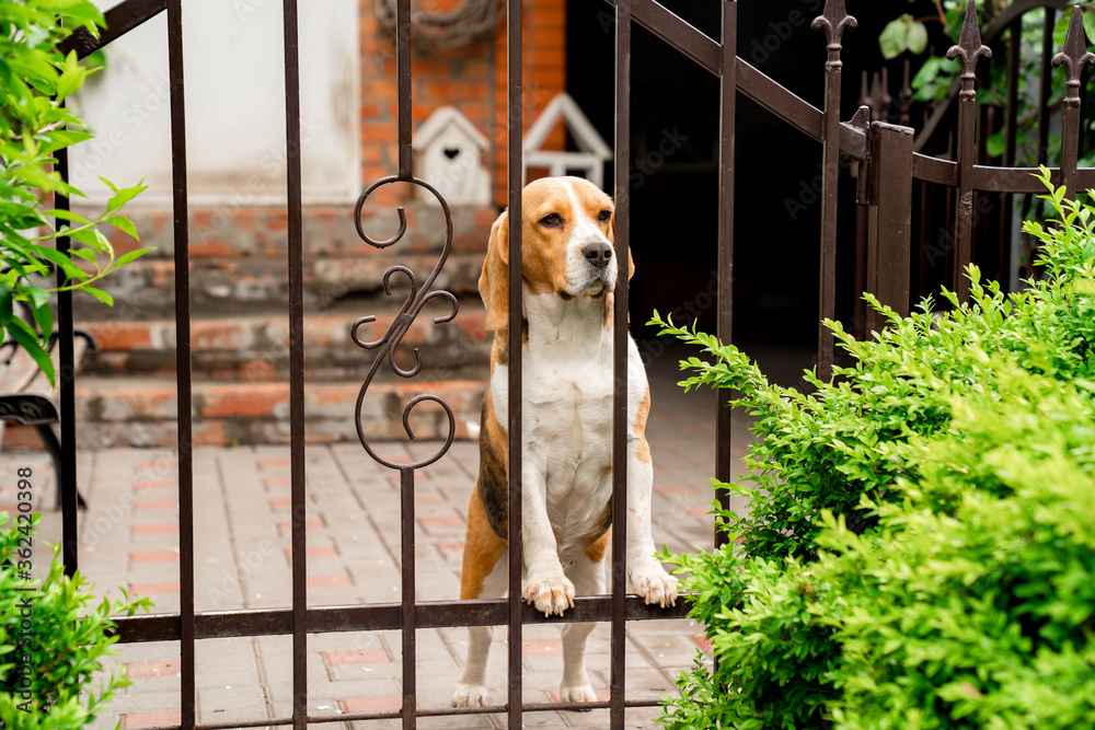 Φωτογραφία dog breeds Beagle the iron gate in the garden of a country house