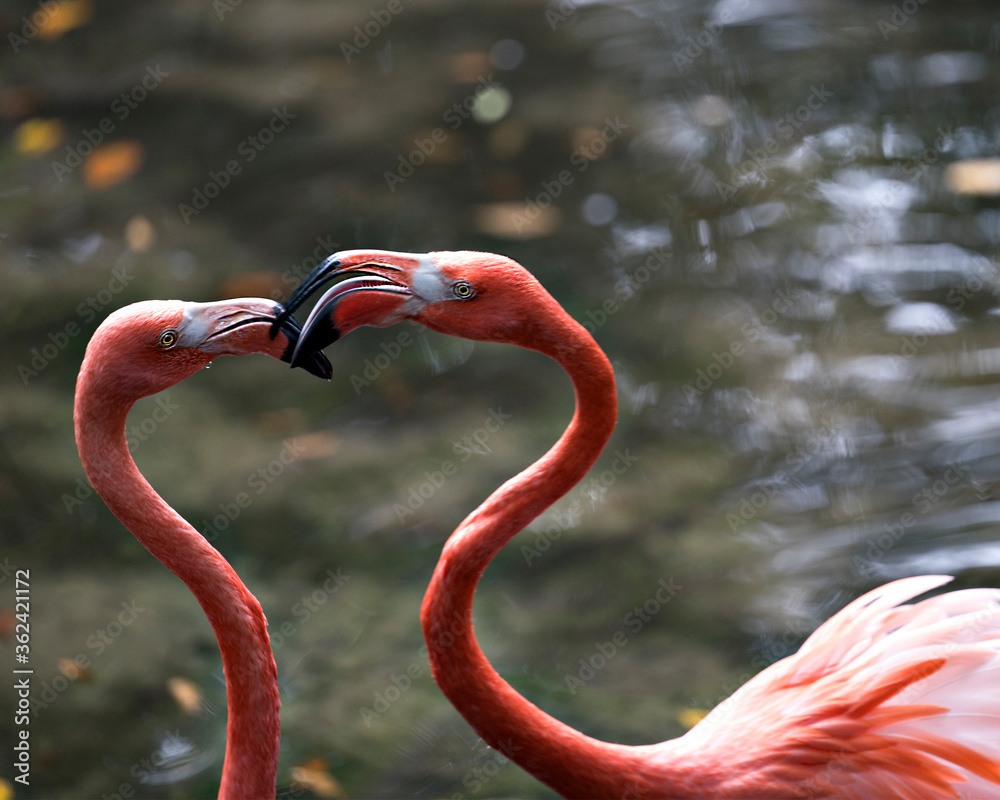 Fototapeta premium Flamingo bird Stock Photo. Image. Picture. Portrait. Flamingo bird couple in the water interacting, a close-up view.