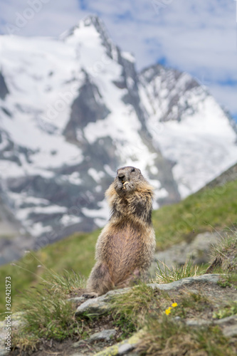 Murmeltier vor dem Großglockner