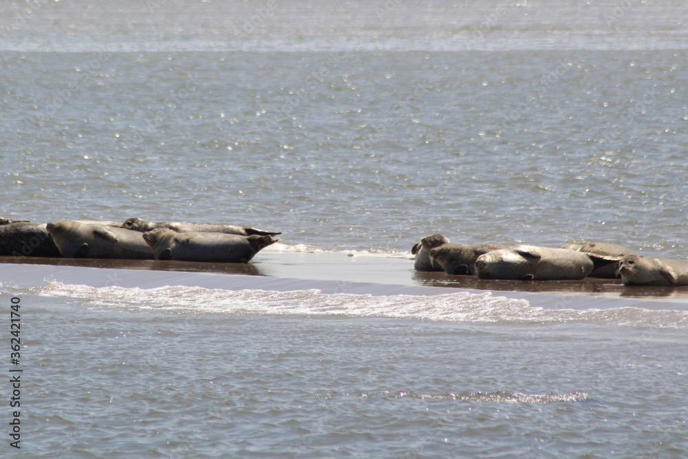 Fototapeta premium Earless seal on a mudflat.