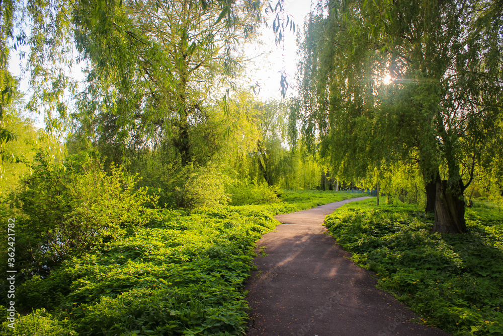 The Sun's Rays Are Shining Through The Trees In An Ancient Park. The Sun's Rays Are Shining Through The Trees In An Ancient Park.