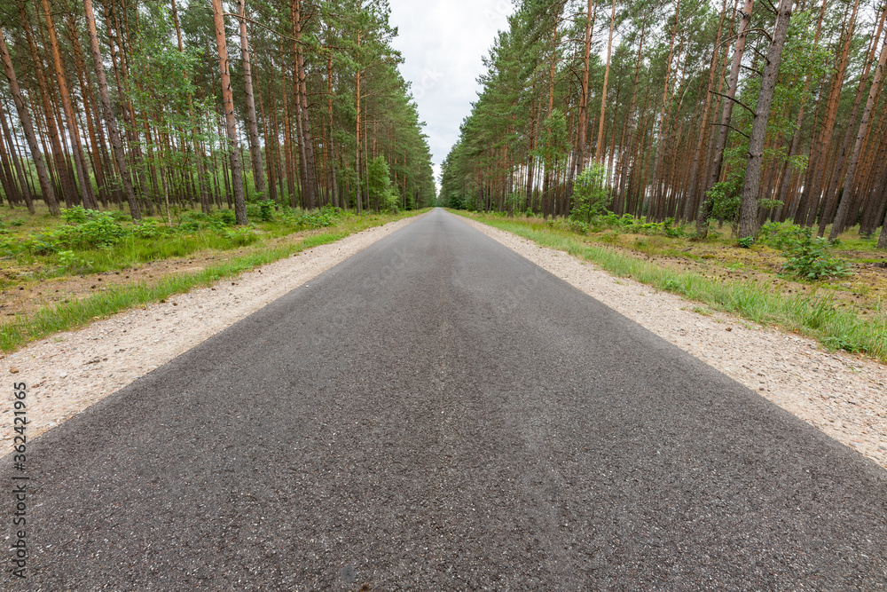 A narrow asphalt road leading through the forest. Paved road in Central Europe. A narrow asphalt road leading through the forest. Paved road in Central Europe.
