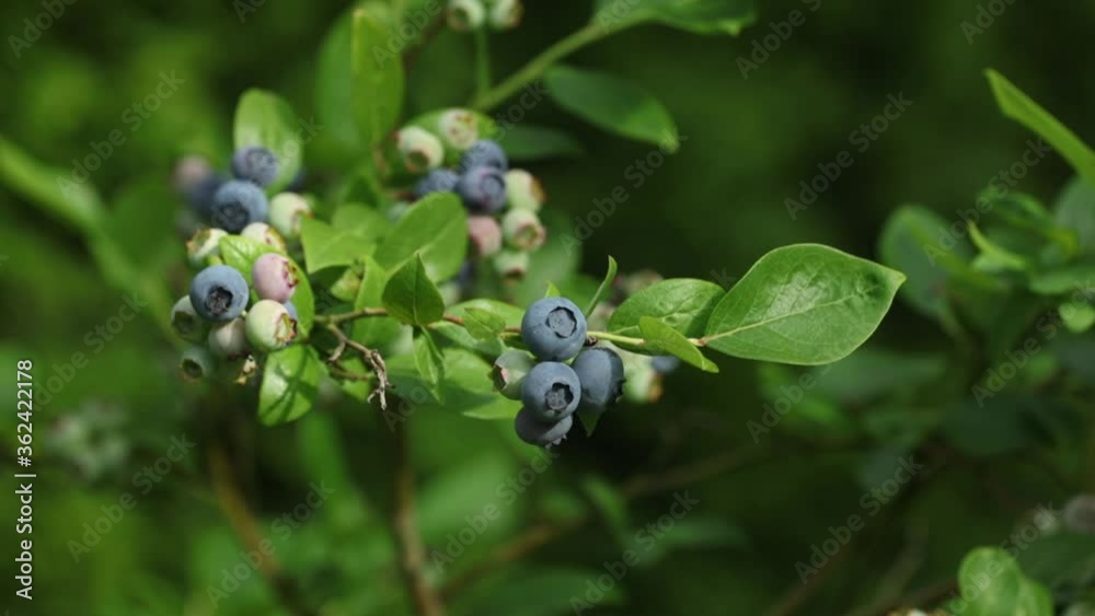 Video of ripening blueberries in branches in garden, closeup view Video of ripening blueberries in branches in garden, closeup view