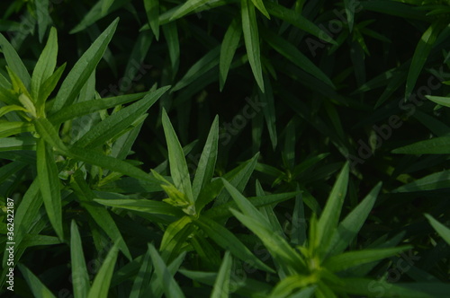 Tarragon plant