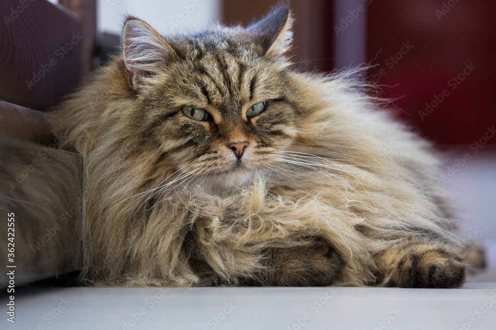 beautiful long haired cat of siberian breed lying in relax in the house