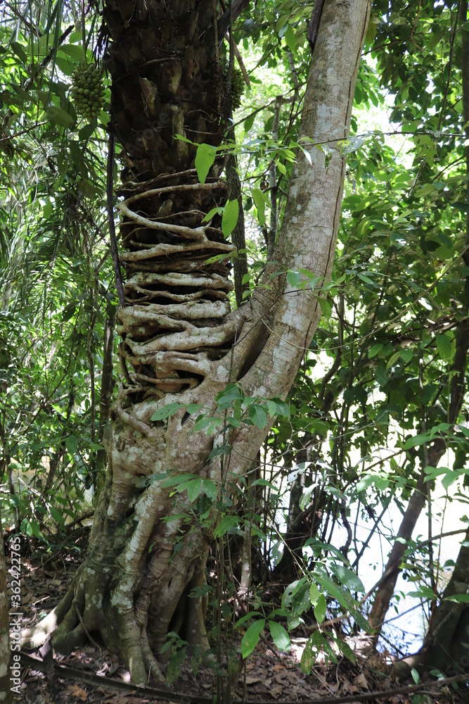 Fototapeta premium Planta Parasita