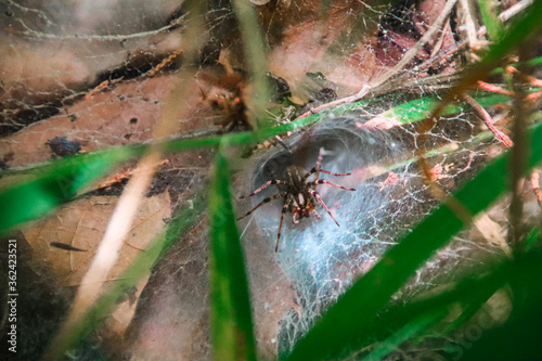 Funnel-web spider hiding behind grass