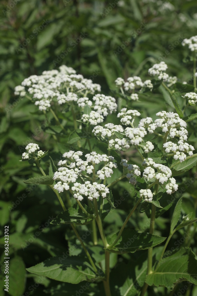 white flowers in the garden white flowers in the garden