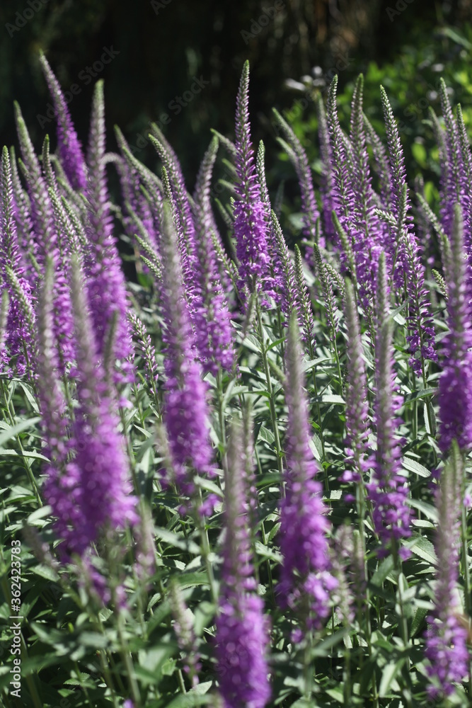 close up of lavender flowers close up of lavender flowers