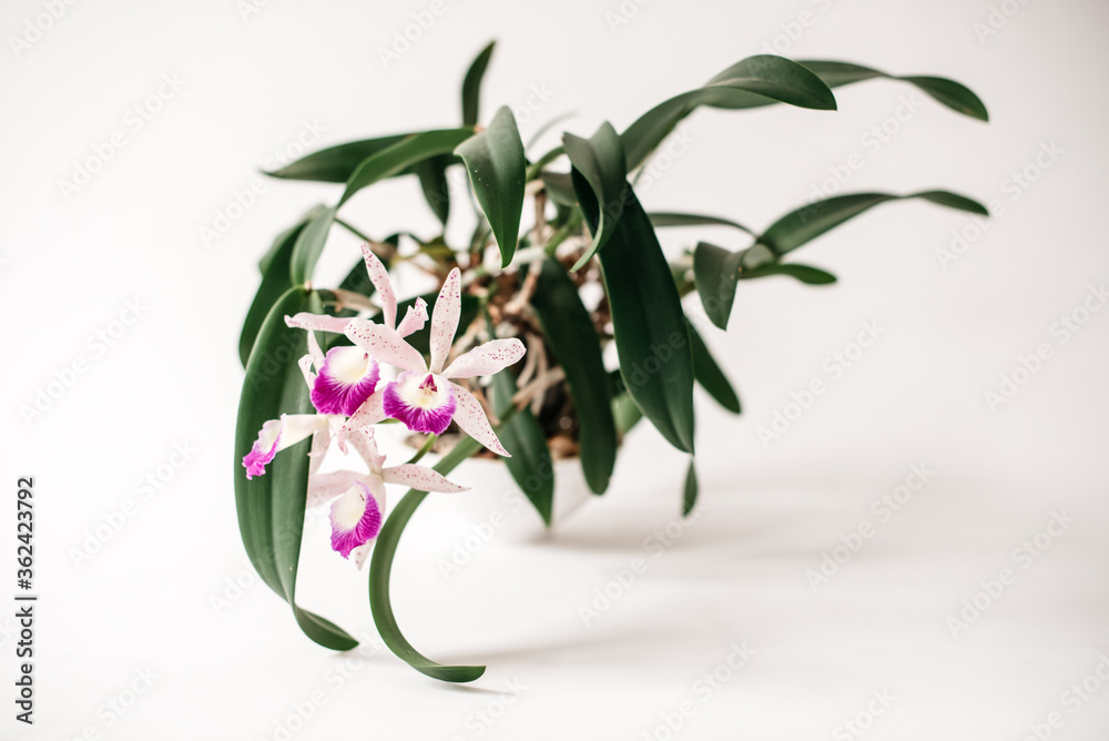 Exotic Orchid in Bloom with a White Background