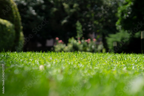 green grass garden on summer photo