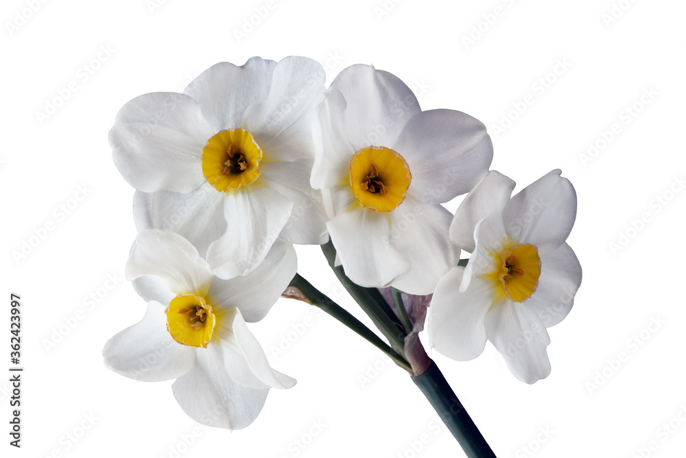 Obraz premium four flower heads of daffodil on one stalk isolated on white background