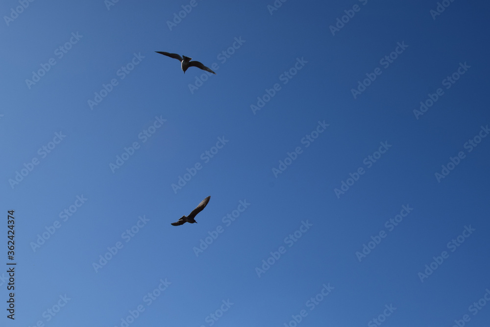 Birds soar in the blue sky. Bottom view