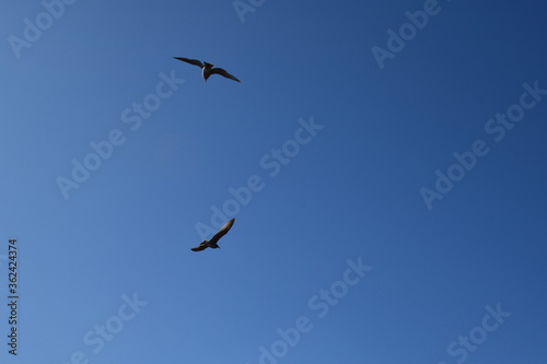 Birds soar in the blue sky. Bottom view