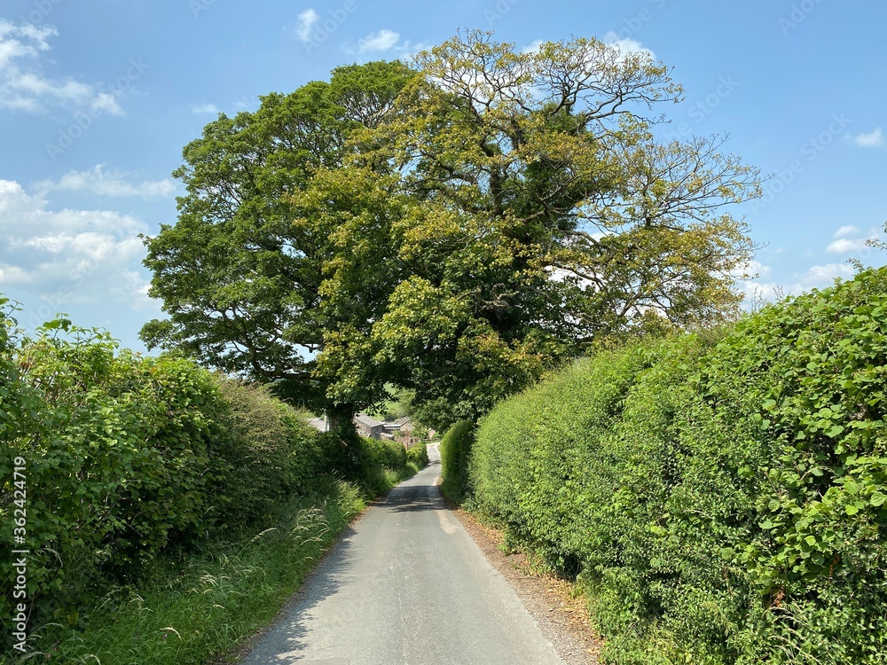 Country lane, with a large old tree, high green hedgerow near, Linton, Skipton, UK