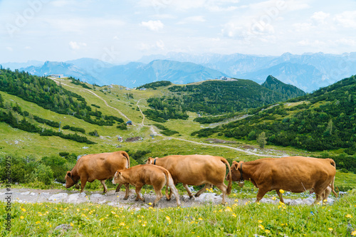 Cow and calf spends the summer months on an alpine meadow in Alps. Many cows on pasture. Austrian cows on green hills in Alps. Alpine landscape in cloudy Sunny day. Cow standing on road through Alps. 