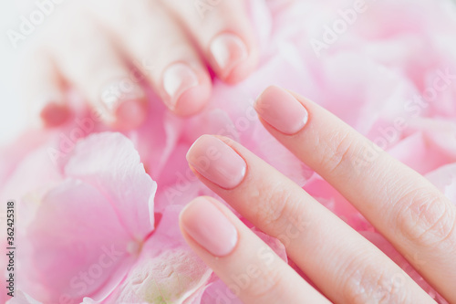 Beautiful Healthy nails. Manicure  Beautiful Woman s hands  Spa. Female hands with beautiful natural pink french elegant manicure on pink hydrangea flower. Soft skin  skincare. Salon  treatment. 