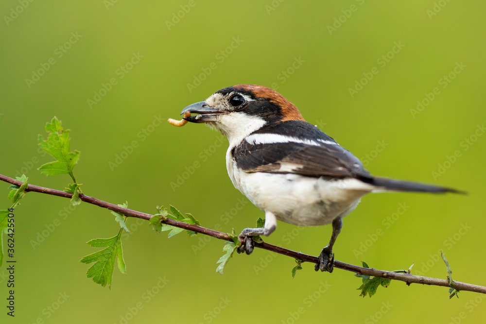 Obraz premium A woodchat shrike (Lanius senator) perched in a branch with spines.