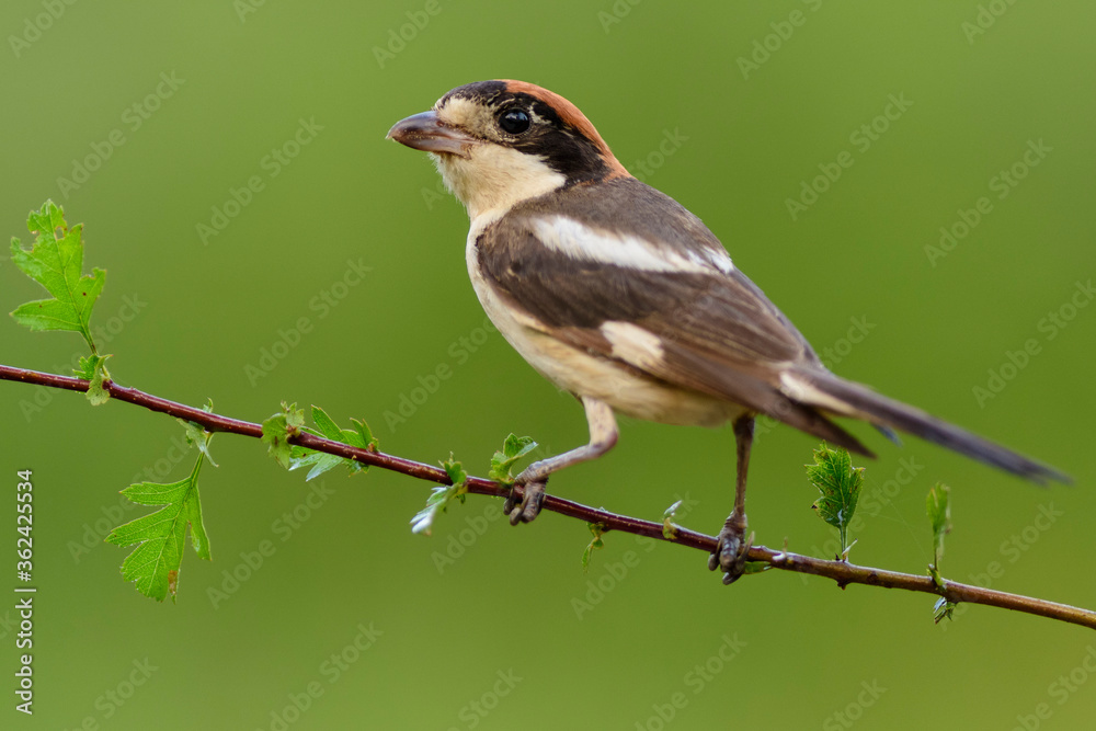 Obraz premium A woodchat shrike (Lanius senator) perched in a branch with spines.