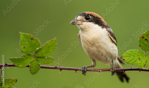 A woodchat shrike (Lanius senator) perched in a branch with spines.