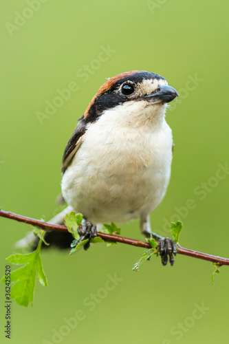 A woodchat shrike (Lanius senator) perched in a branch with spines.