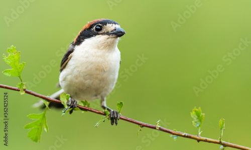 A woodchat shrike (Lanius senator) perched in a branch with spines. © Arnau